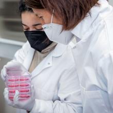 A researcher and student hold petri dishes in a lab