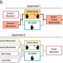 Dissociable codes in motor working memory