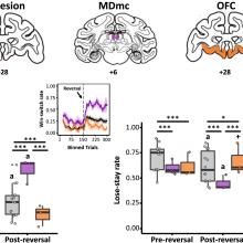 Lesions to the mediodorsal thalamus, but not orbitofrontal cortex, enhance volatility beliefs linked to paranoia