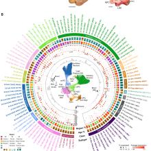 Molecular programs of regional specification and neural stem cell fate progression