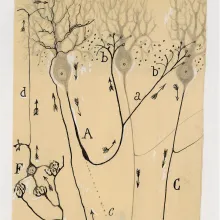 Illustration by Santiago Ramón y Cajal, Yale Peabody Museum