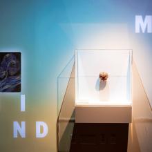 On the second floor of Yale's Peabody Museum, visitors encounter a digital installation anchored by a replica of the human brain before entering a new temporary exhibition. (Photo by Andy Melien)