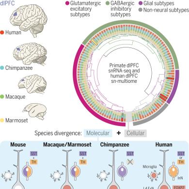 Neurodevelopment research, Transcriptomic taxonomy of the dlPFC in four anthropoid primates
