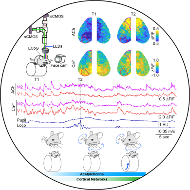 Spatiotemporally heterogeneous coordination of cholinergic and neocortical activity